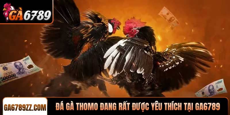Đá gà Thomo đang rất được yêu thích tại Ga6789