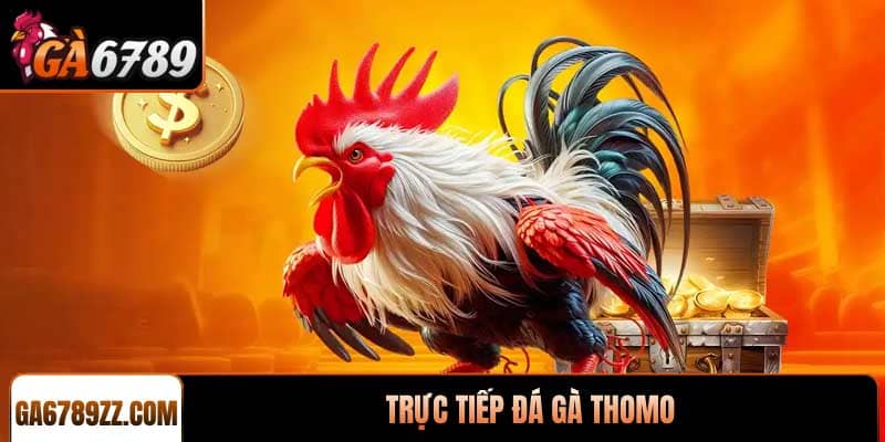 Trực tiếp đá gà Thomo tại GA6789 uy tín nhất