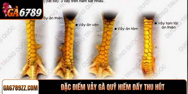 Đặc điểm vảy gà quý hiếm đầy thu hút