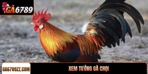 Xem tướng gà chọi chuẩn xác để chọn chiến kê tốt nhất