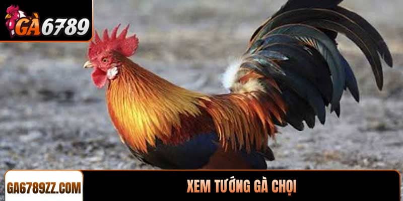 Xem tướng gà chọi chuẩn xác để chọn chiến kê tốt nhất