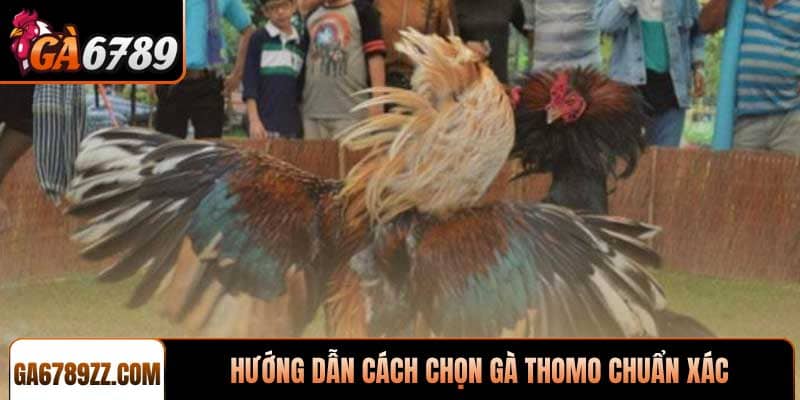 hướng dẫn cách chọn gà Thomo chuẩn xác