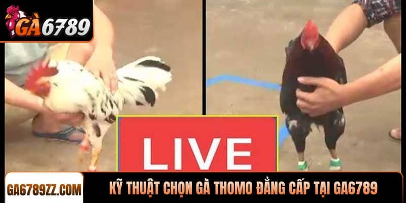 Kỹ thuật chọn gà Thomo đẳng cấp tại GA6789