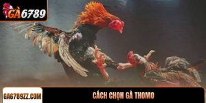 Cách chọn gà Thomo chuẩn chiến kê thắng lớn tại GA6789