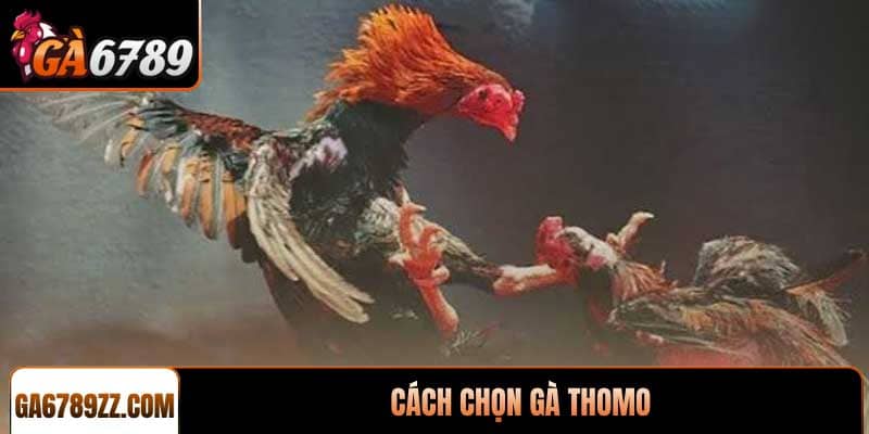 Cách chọn gà Thomo chuẩn chiến kê thắng lớn tại GA6789