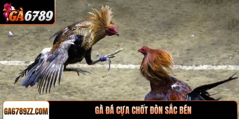 Gà đá cựa chốt đòn sắc bén