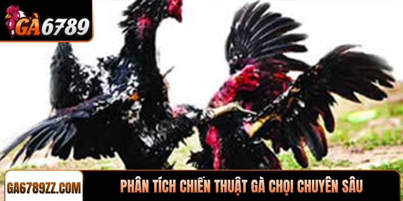 Phân tích chiến thuật gà chọi chuyên sâu