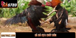 Gà đá cựa chốt đòn kỹ năng đỉnh cao giúp sư kê chiến thắng