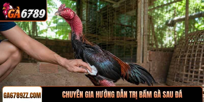 chuyên gia hướng dẫn trị bầm gà sau đá