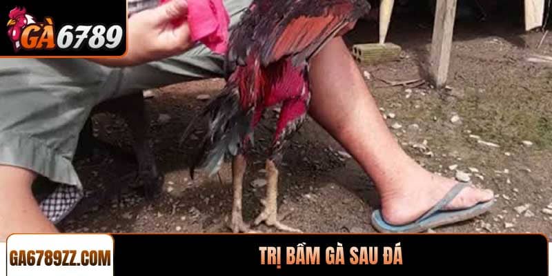 Trị bầm gà sau đá hiệu quả giúp chiến kê phục hồi nhanh chóng