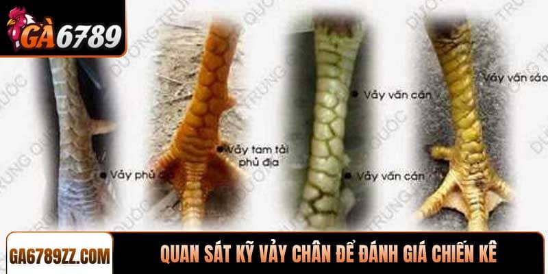 Quan sát kỹ vảy chân để đánh giá chiến kê