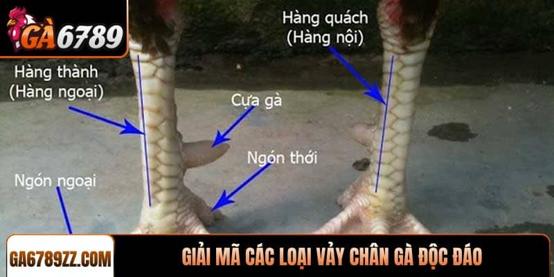 Giải mã các loại vảy chân gà độc đáo