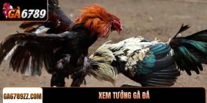 Xem tướng gà đá chuẩn xác giúp sư kê chọn chiến kê xuất sắc